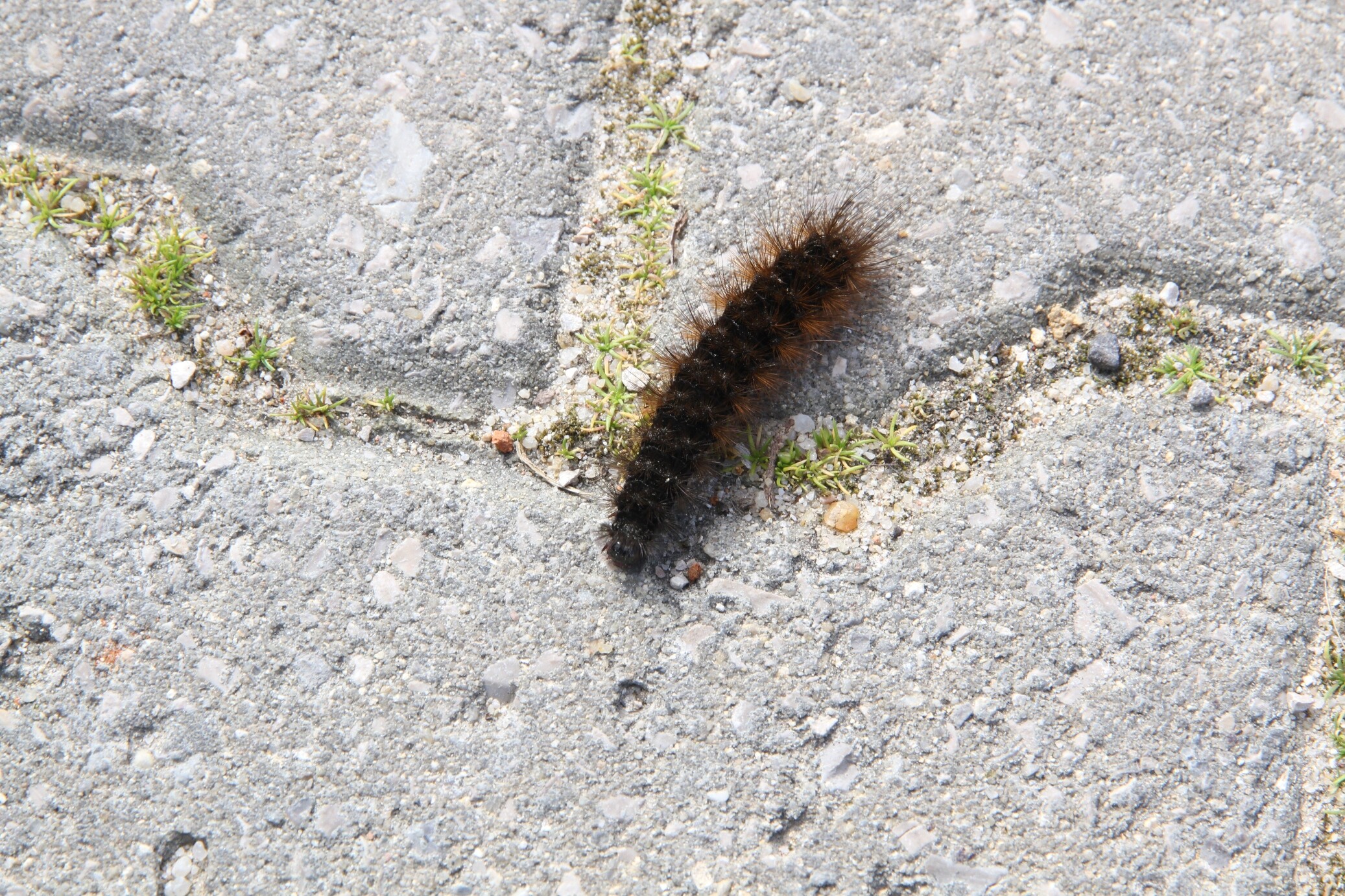 Lagarta-do-pinheiro: saiba os cuidados a ter!