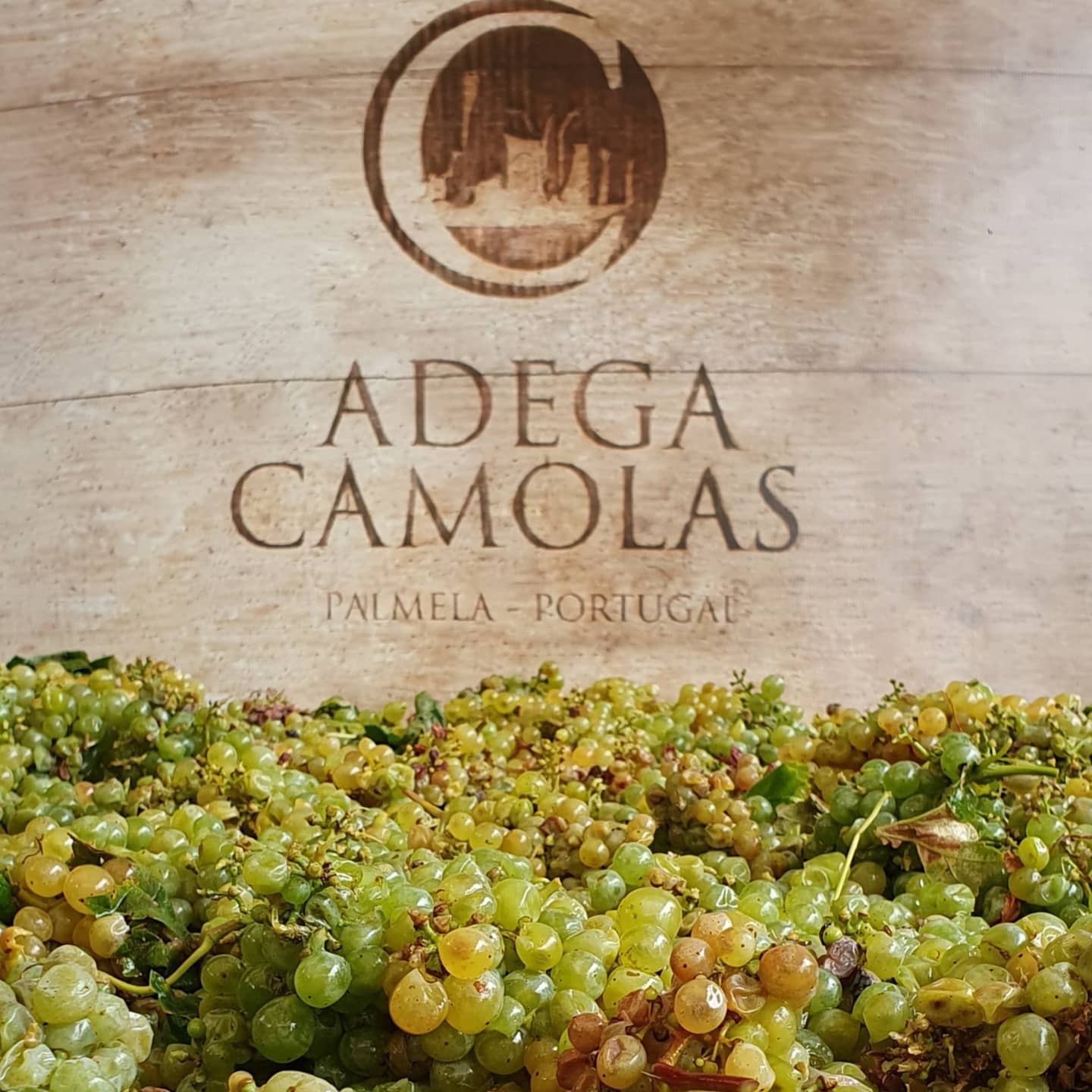 Adega Camolas: 25 anos de empreendedorismo e inovação