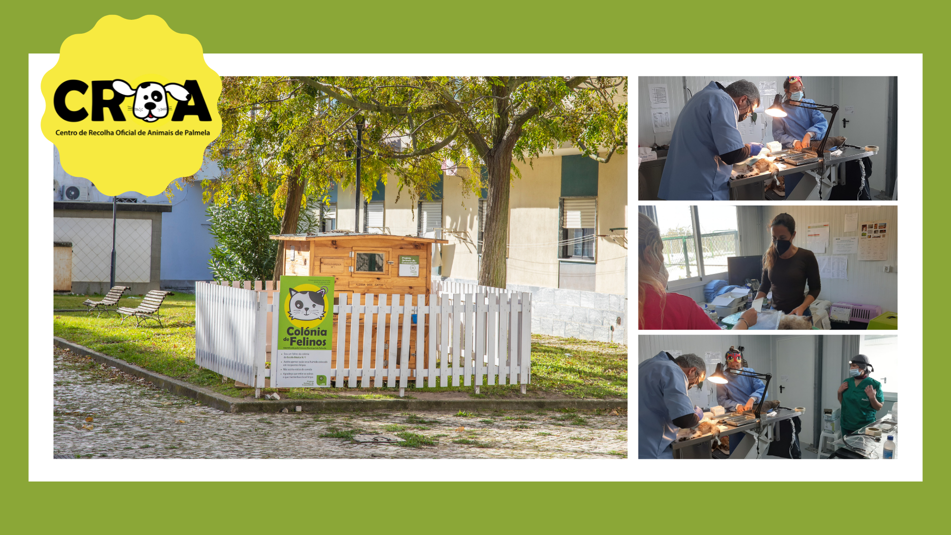 Colónias de gatos: Município promoveu campanha de esterilização