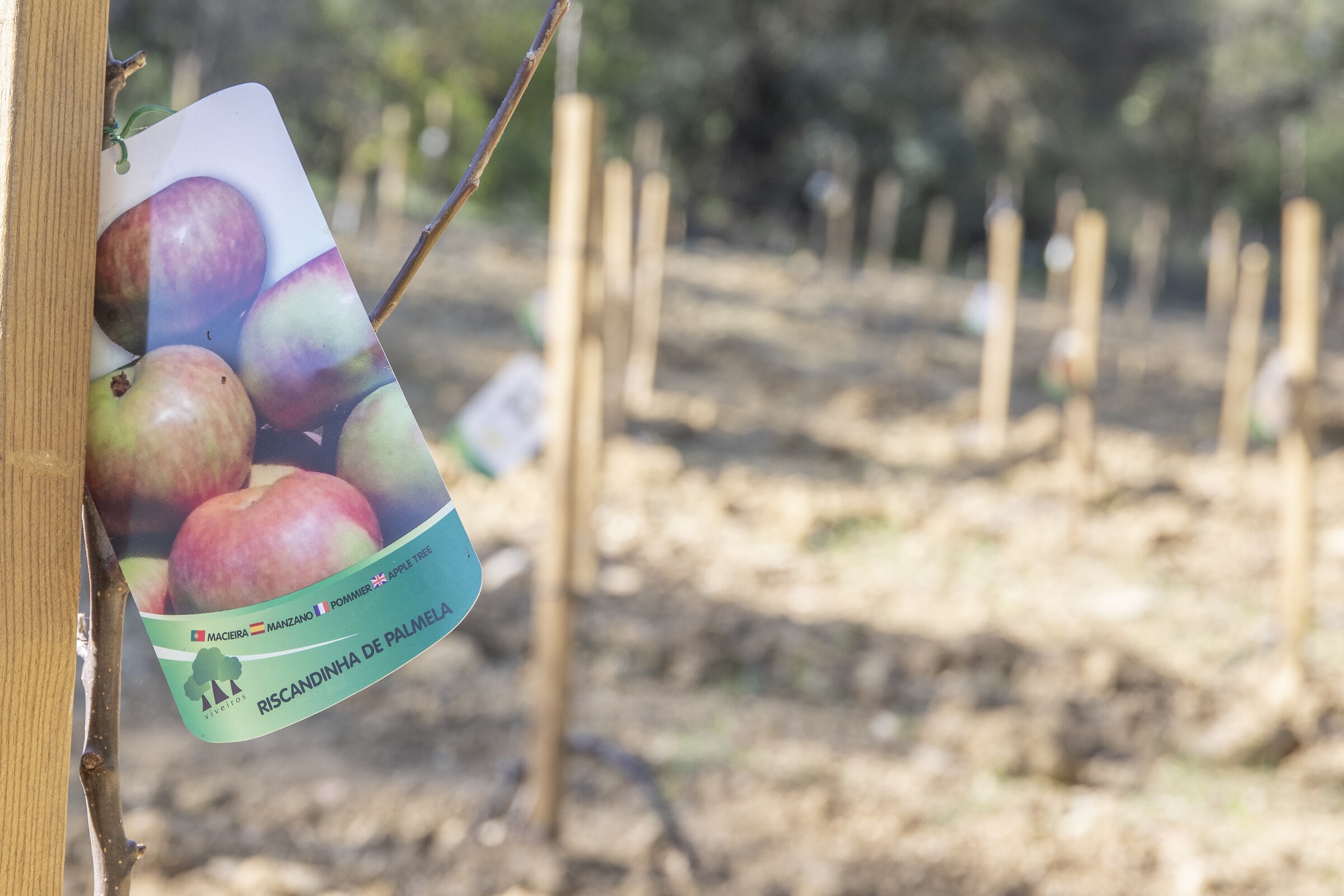 Câmara plantou pomar de Maçã Riscadinha no Espaço Fortuna