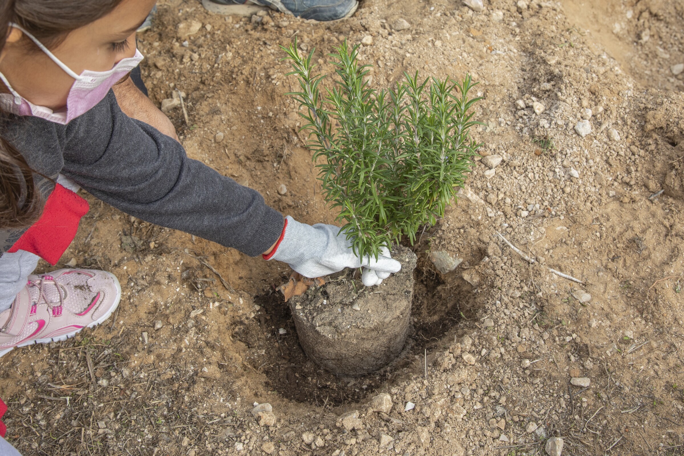 Dia Internacional das Florestas: participe para proteger a Natureza!