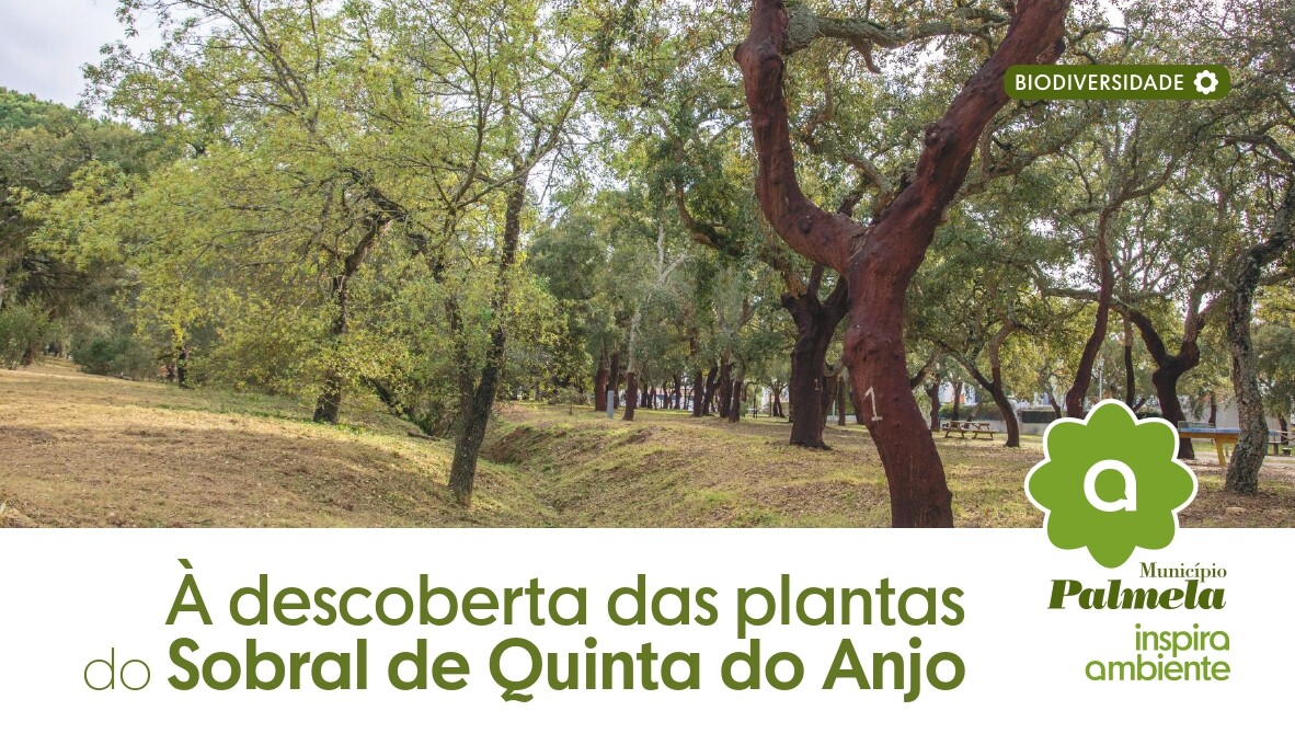 Já conhece a flora do Sobral de Quinta do Anjo? – Saiba mais aqui