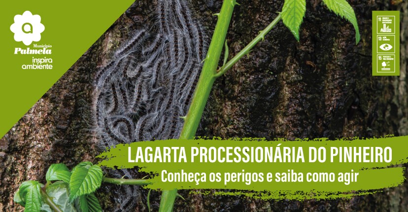imagem promocional sobre a campanha informativa da lagarta do pinheiro