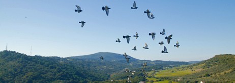 vale barris_passaros